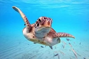 Diving in Sharm El Sheikh