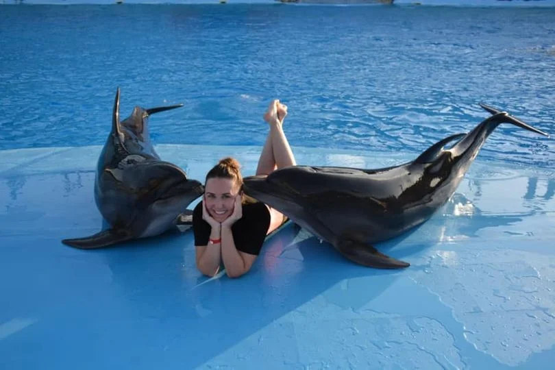 dolphin show