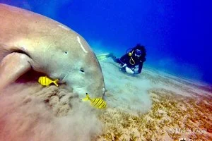 Diving