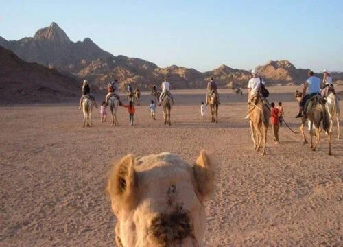 4 Days Jeep Safari & Camel Safari in Sinai