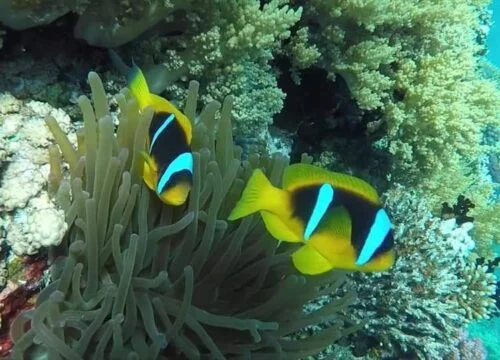 Excursion to Sharks Bay from Sharm El Sheikh