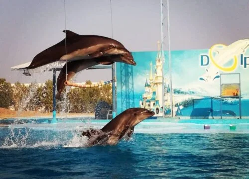 Dolphinarium in Sharm El Sheikh